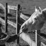 Feeding horse with carrot