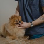 Person Holding a Cute Dog