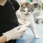 White Cat Held by a Wet